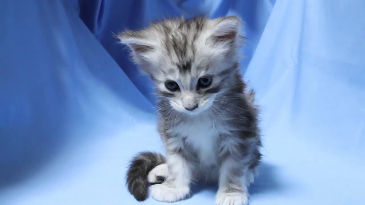 生後1ヶ月メインクーン子猫マーゴちゃん
