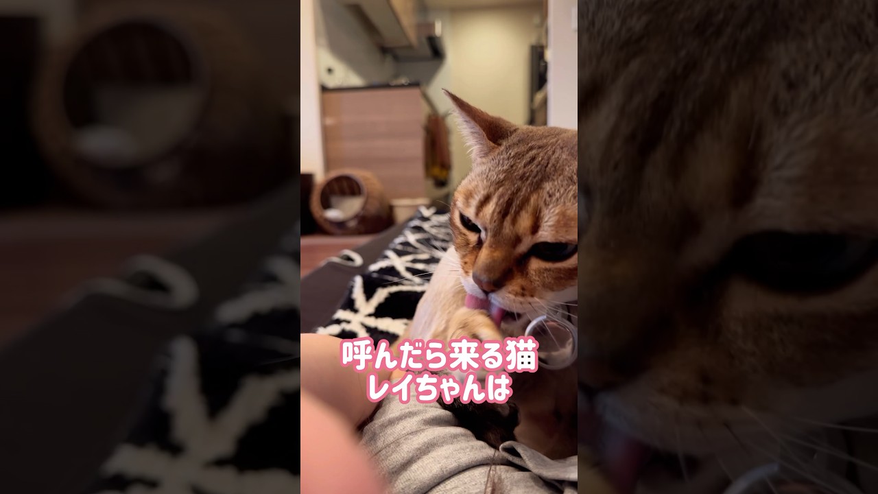 新しいクッションを気に入ったレイちゃん #シンガプーラ #cat #shorts