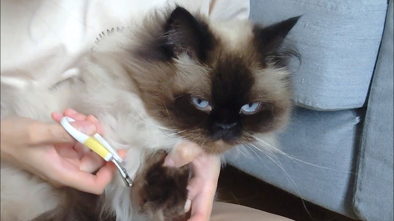 【ヒマラヤン】爪切りで感情を失ってしまう猫