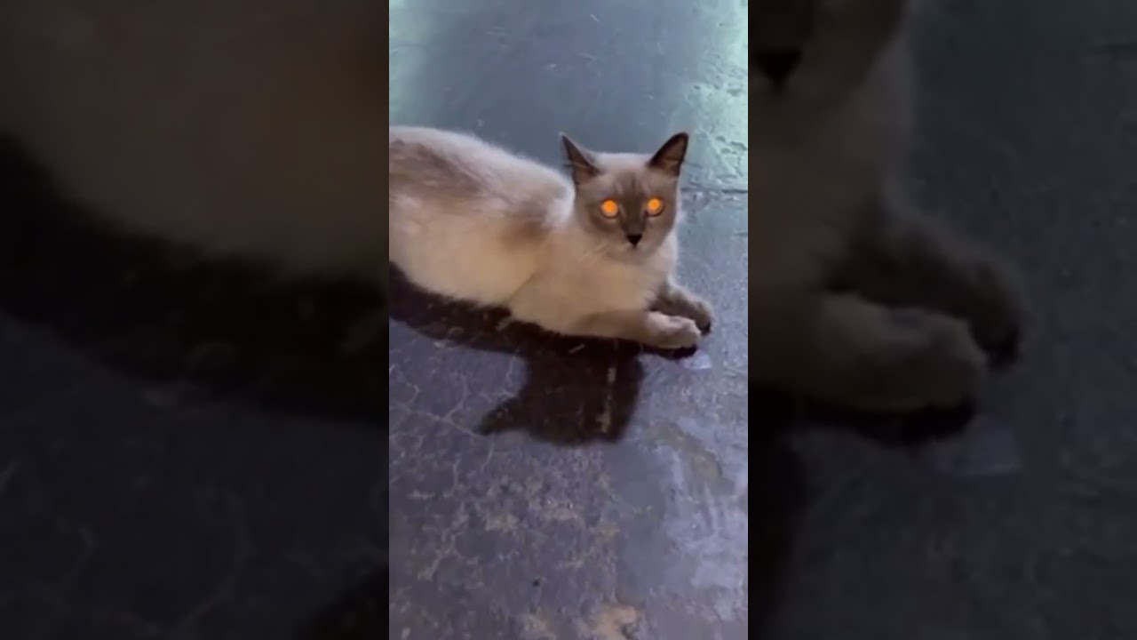 lovely Siamoi with shiny  eyes