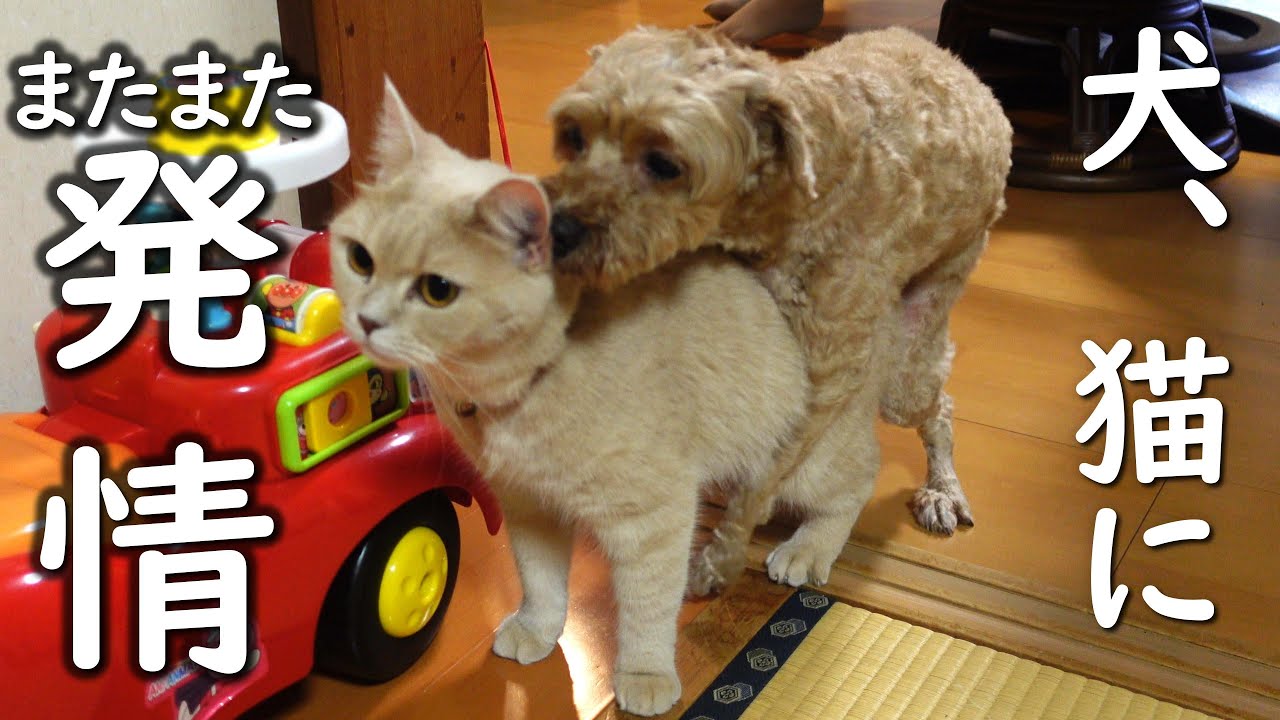 【悲報】犬が猫にマウンティングしてついにこうなりました【プーチー&スコティッシュフォールド】