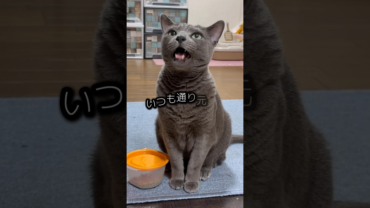 【ロシアンブルー】今朝のめろん...おかわりのおねだりしない?🫢【猫】#shorts
