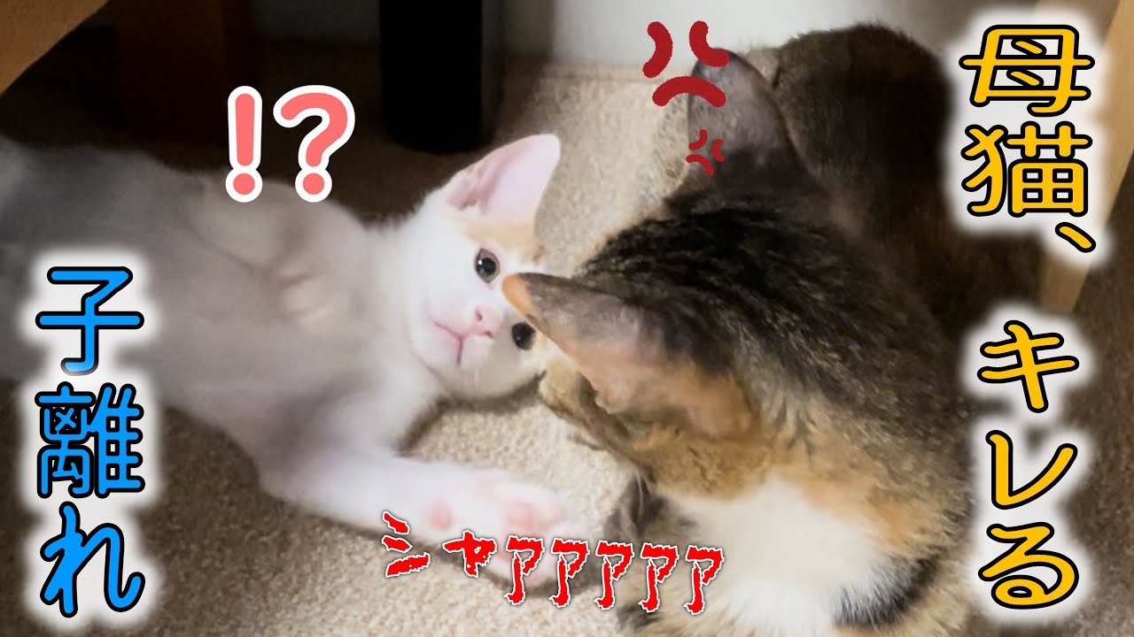 【子離れ】突然、子どもたちを避けだす母猫に、子猫たちの反応が…！