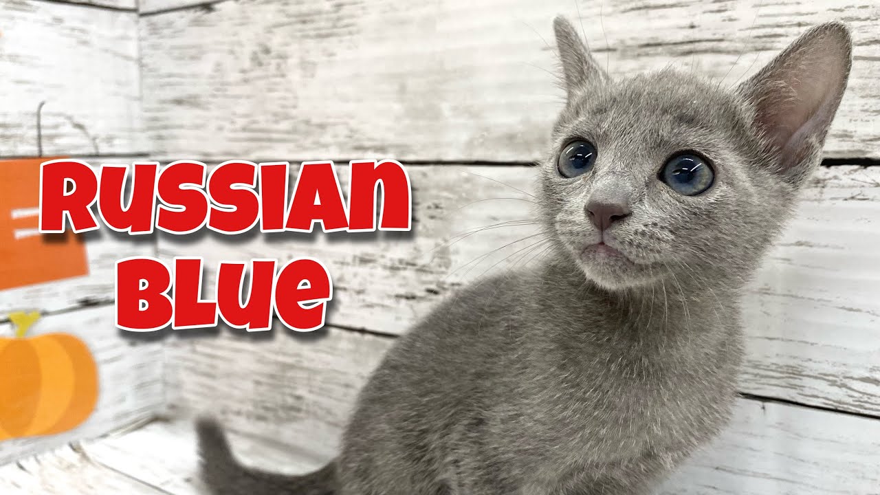 【NEW☆FACE】緊張気味だけど猫じゃらしで遊んでみたいロッシーちゃん♪