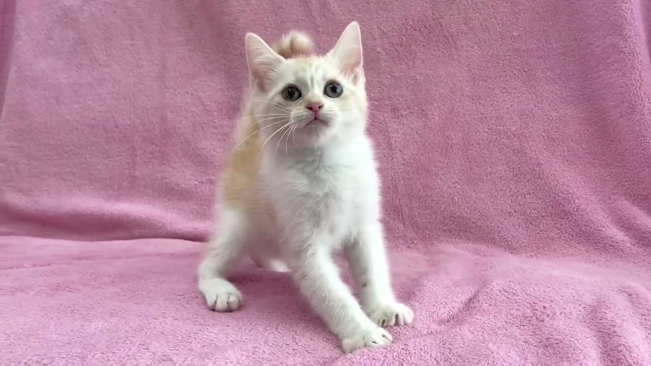 スコティッシュフォールド 期間限定セール中❤（毛色：クリームタビー&ホワイト）