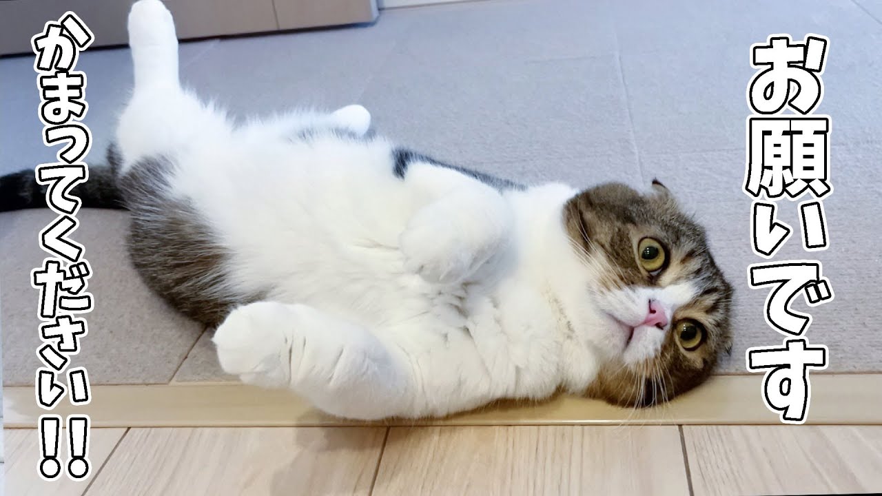 【ママが家を出て5日目】妹がワンオペで猫2匹のお世話をし続けたらこなりました…w