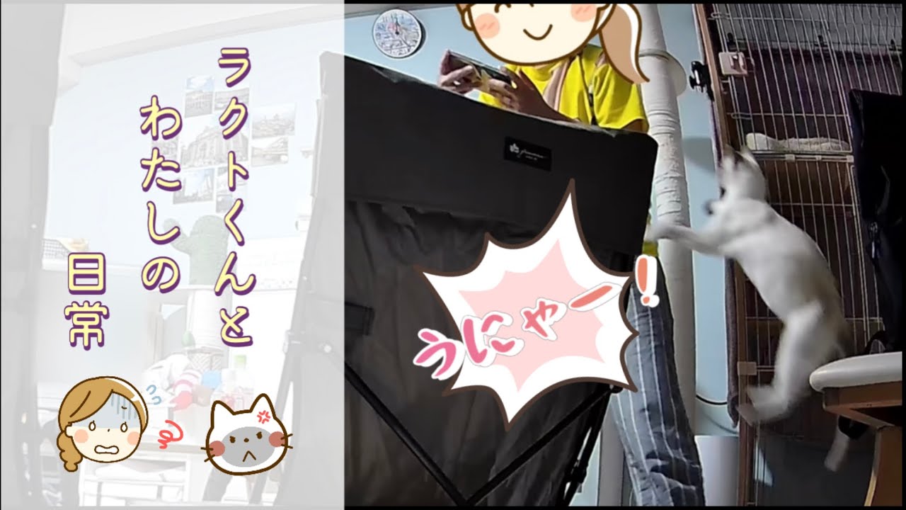 【猫・トンキニーズ・会話ボタン】ラクトくんとわたしの日常　スマホゲームしてると…