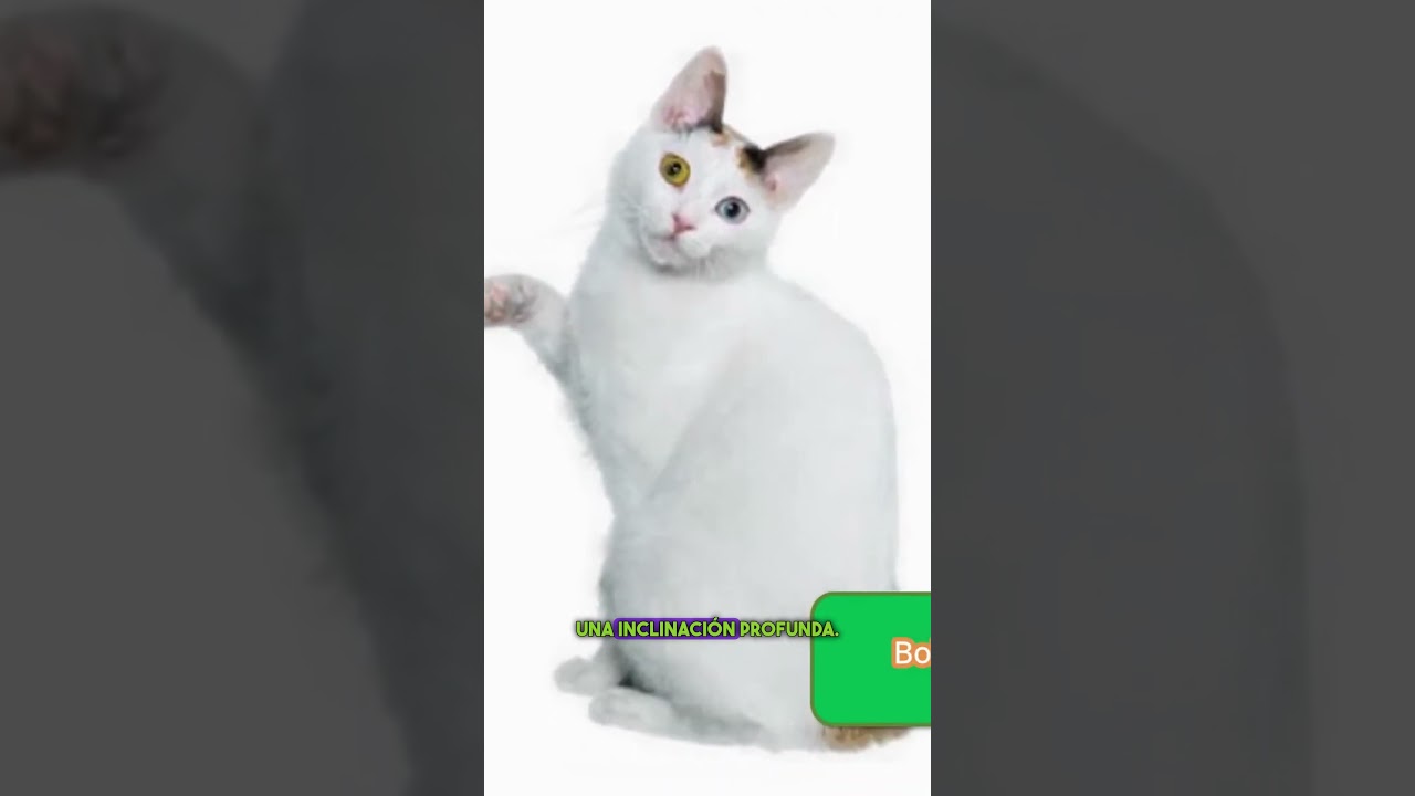 El Elegante Gato Bobtail Japonés  #gatinho #furry #cat #cats #gatuno #humor #catcat #gaticos #memes