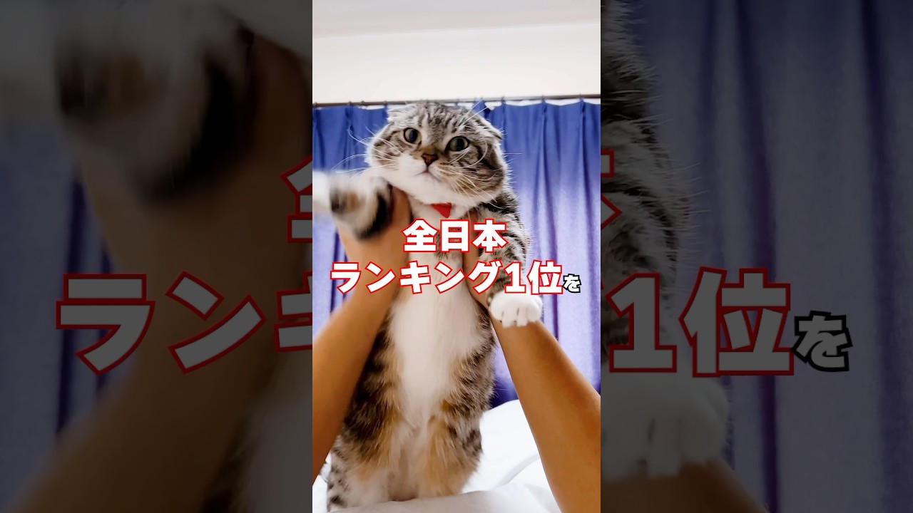 【重大発表あり】日本一になったスタンプの使用率ランキングを見た結果🤣🤣🤣 #猫