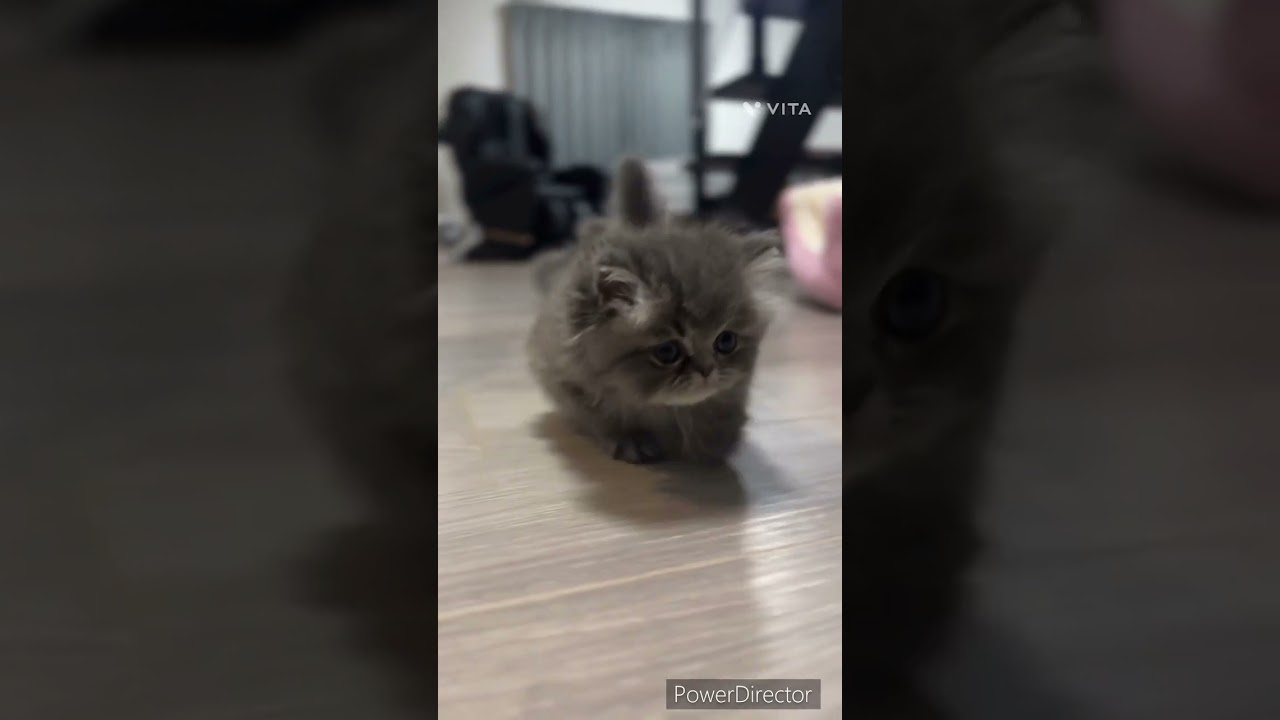 ペルシャ 珍しいブルーカラーのふわもこさん‪🫶（毛色：ブルー）