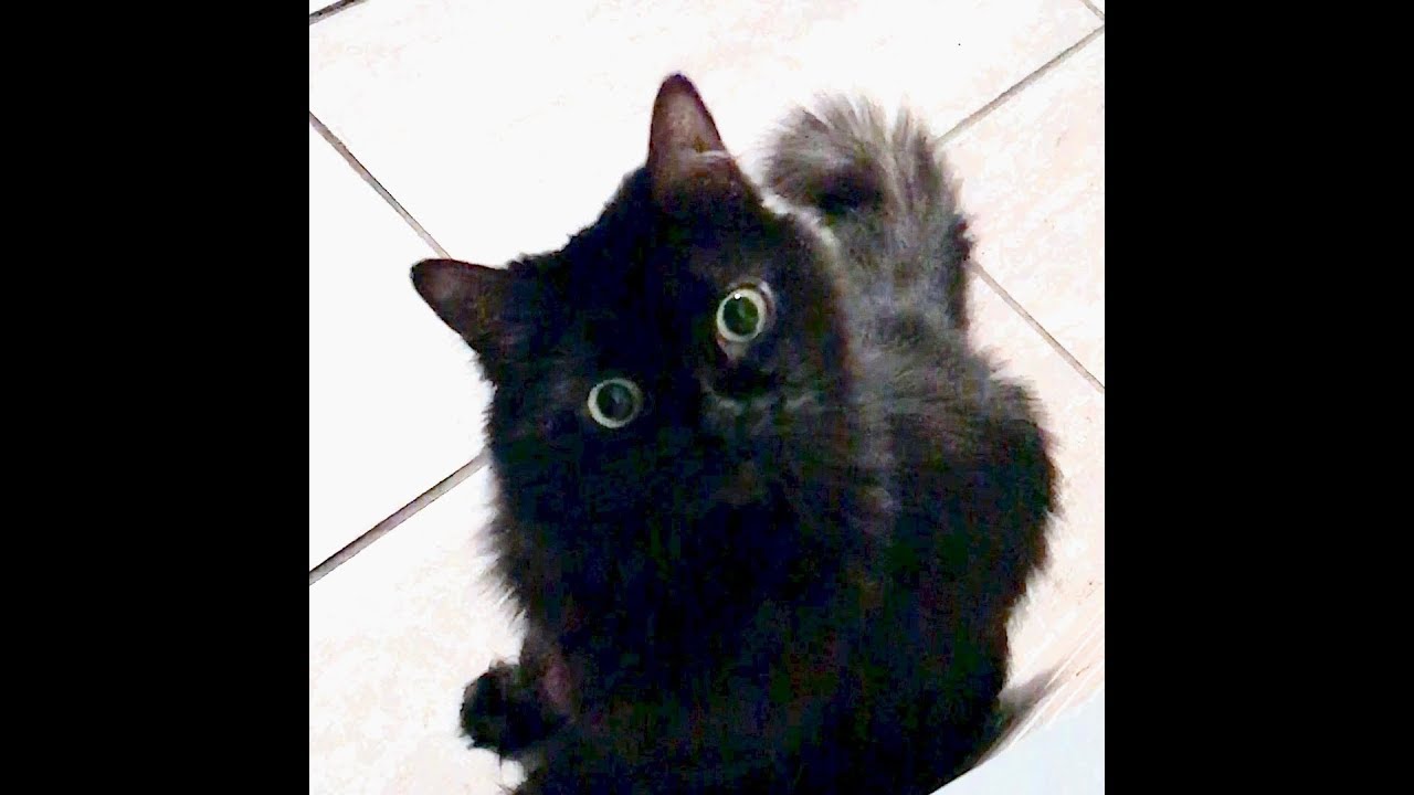 Did somebody say treat?