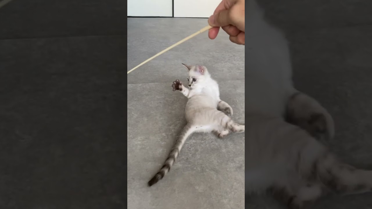 今日もはしゃぐぜ　#元保護猫　#シャムトラ　#シャムミックス　#cat #猫耳 #kitten #シャムmix  #子猫 #猫耳