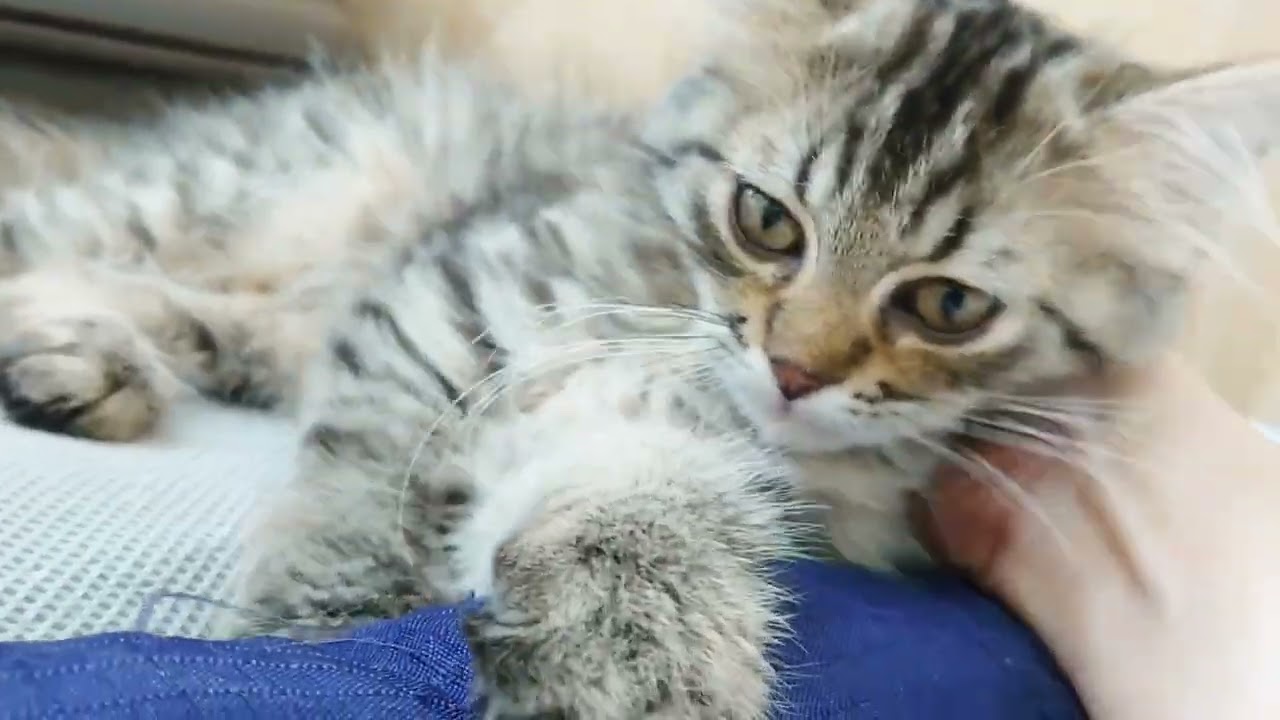 【スコティッシュフォールド】ブラウンタビーの男の子！お部屋にて