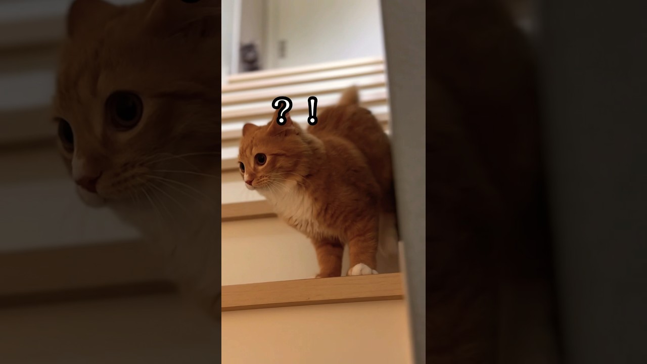 階段で待ち伏せしてるすいとヴェル #猫#cat#サイベリアン#Siberian#子猫#고양이#猫のいる生活