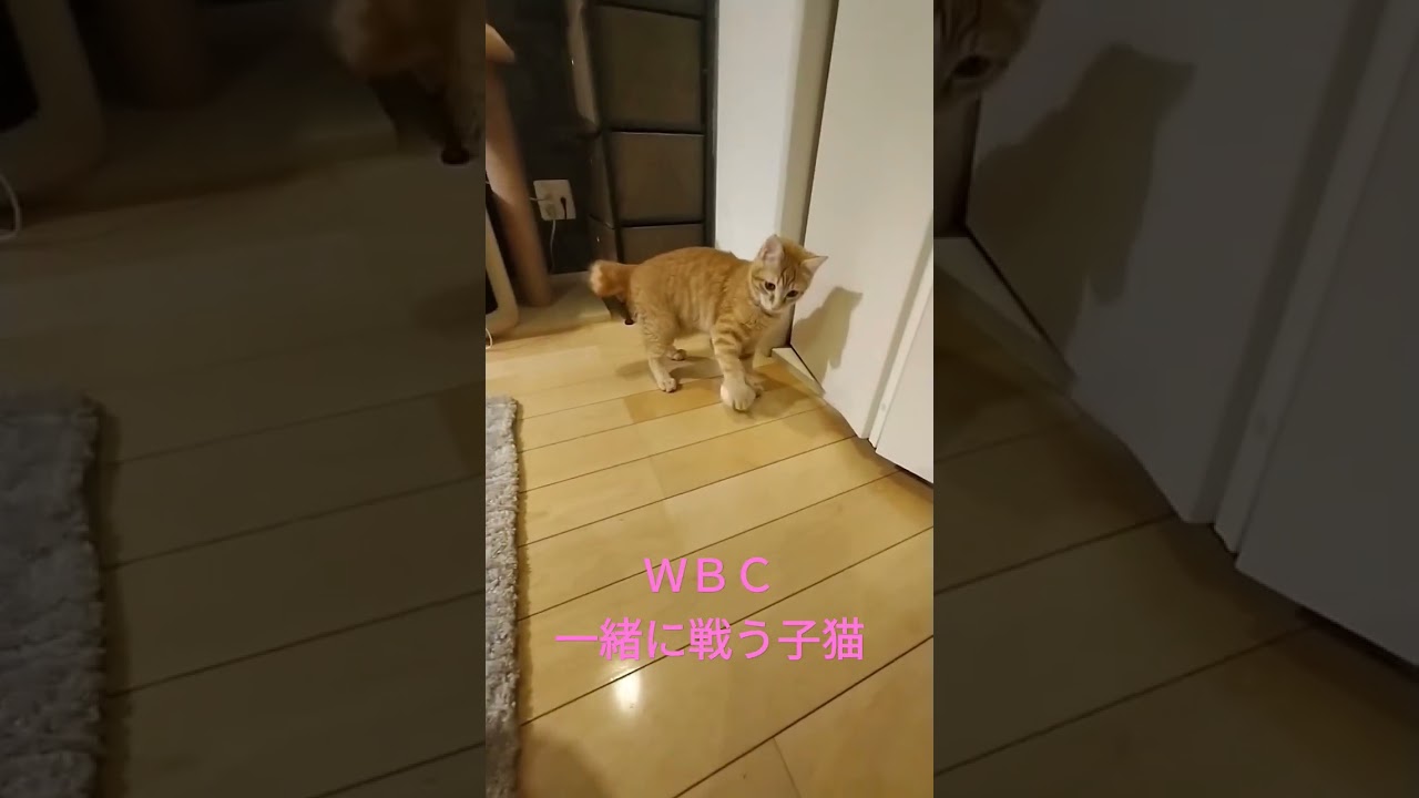 日本頑張れー！