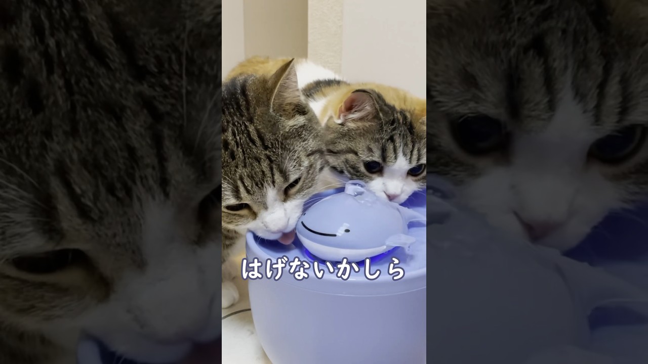 クジラをペロペロしてる猫たちが可愛い #マンチカン#shorts