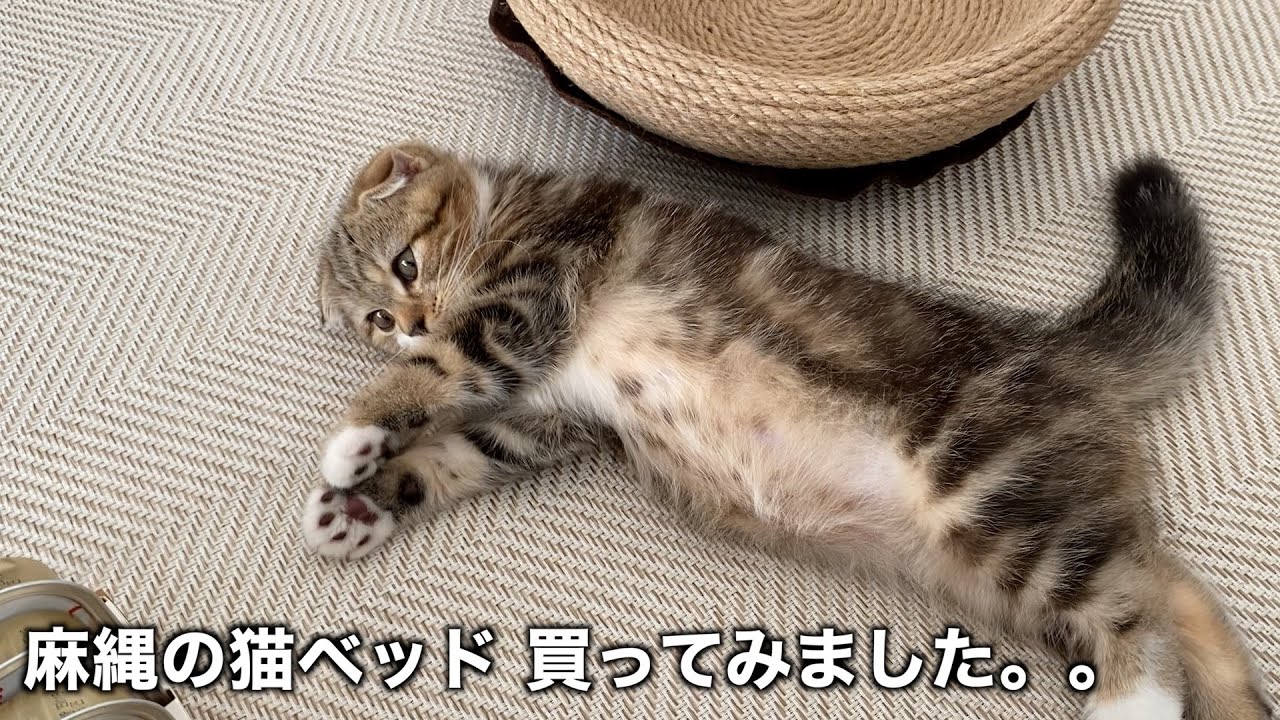 猫ベッドと爪研ぎの好みが難しい子猫の件