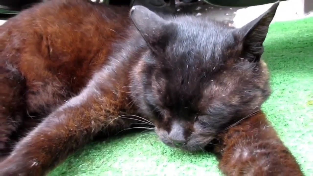 [野良猫]我が物顔で寝転がる黒猫が可愛すぎる！[straycat]The black cat lying down with its own face is so cute!