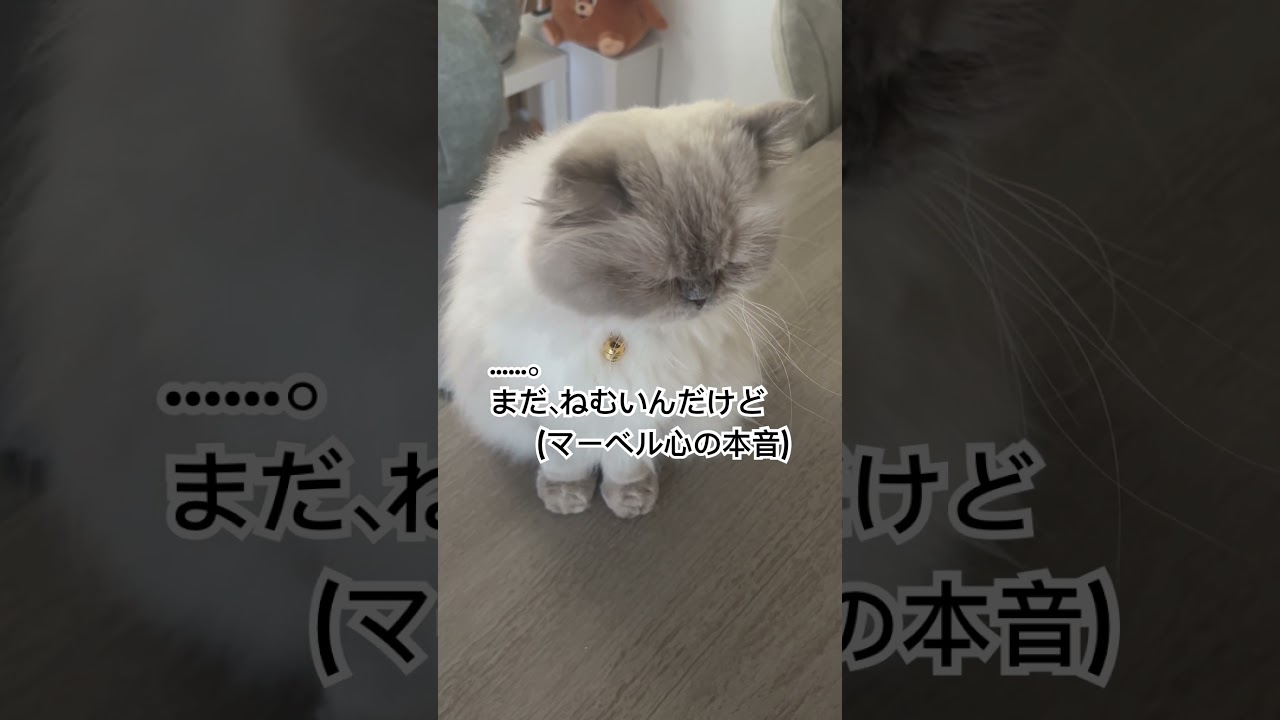 ママ誕生日なヒマラヤンのマーベル🐈🐾 #shorts #cat #cute #ねこのいる暮らし