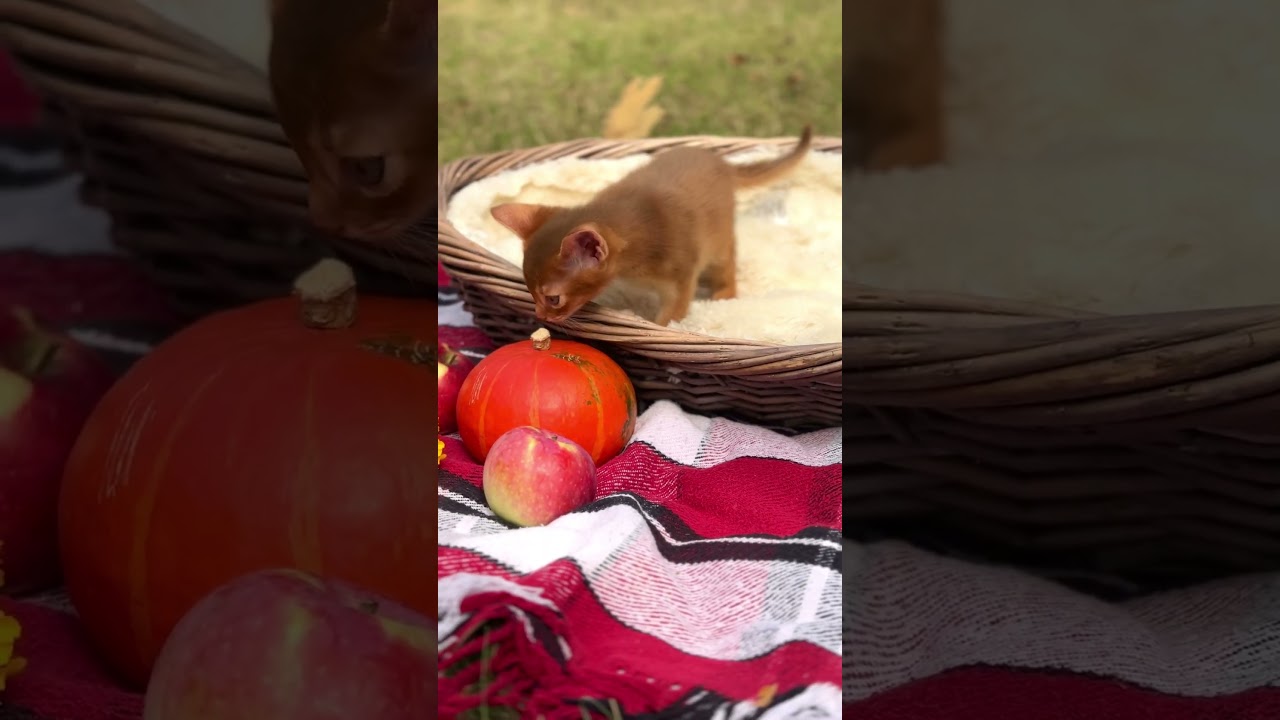 Абіссинське кошеня