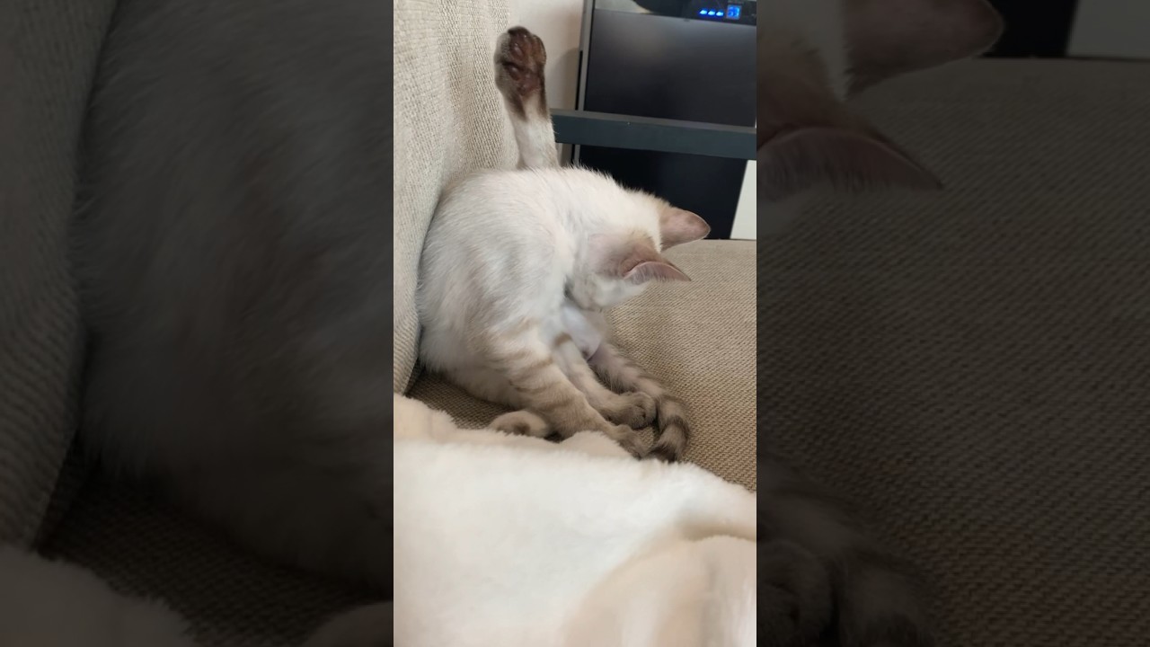 お手入れ中なの　#元保護猫　#シャムトラ　#シャムミックス　#cat #猫耳 #kitten #シャムmix  #子猫 #猫耳