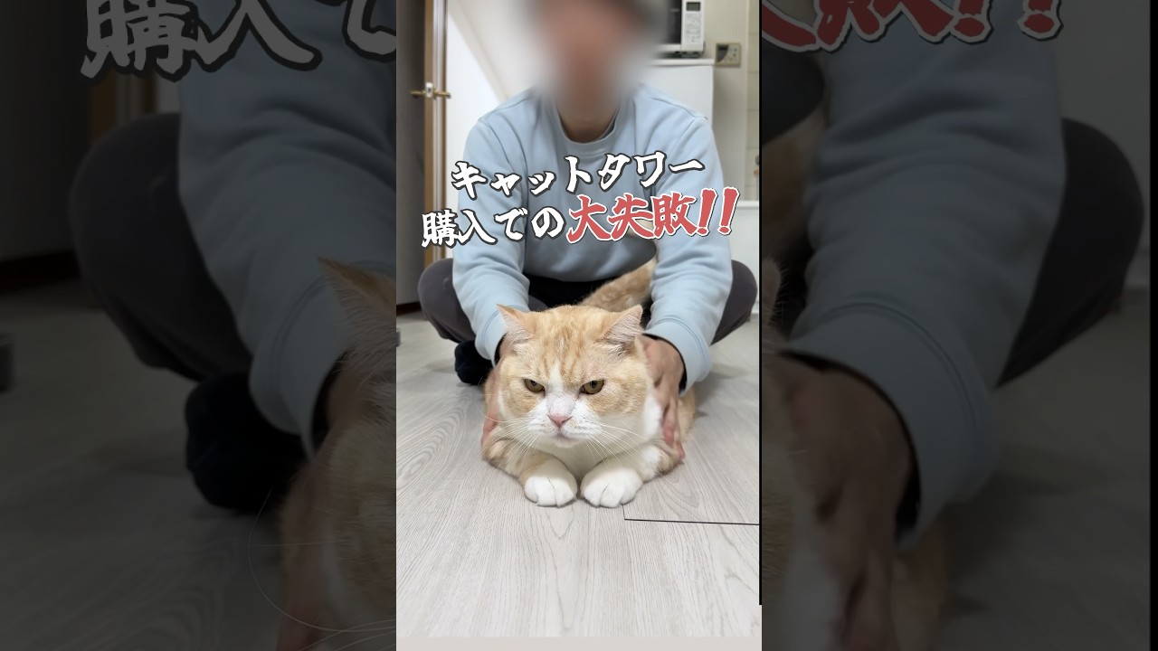 #猫 #猫動画 #ねこ #スコティッシュフォールド #キャットタワー