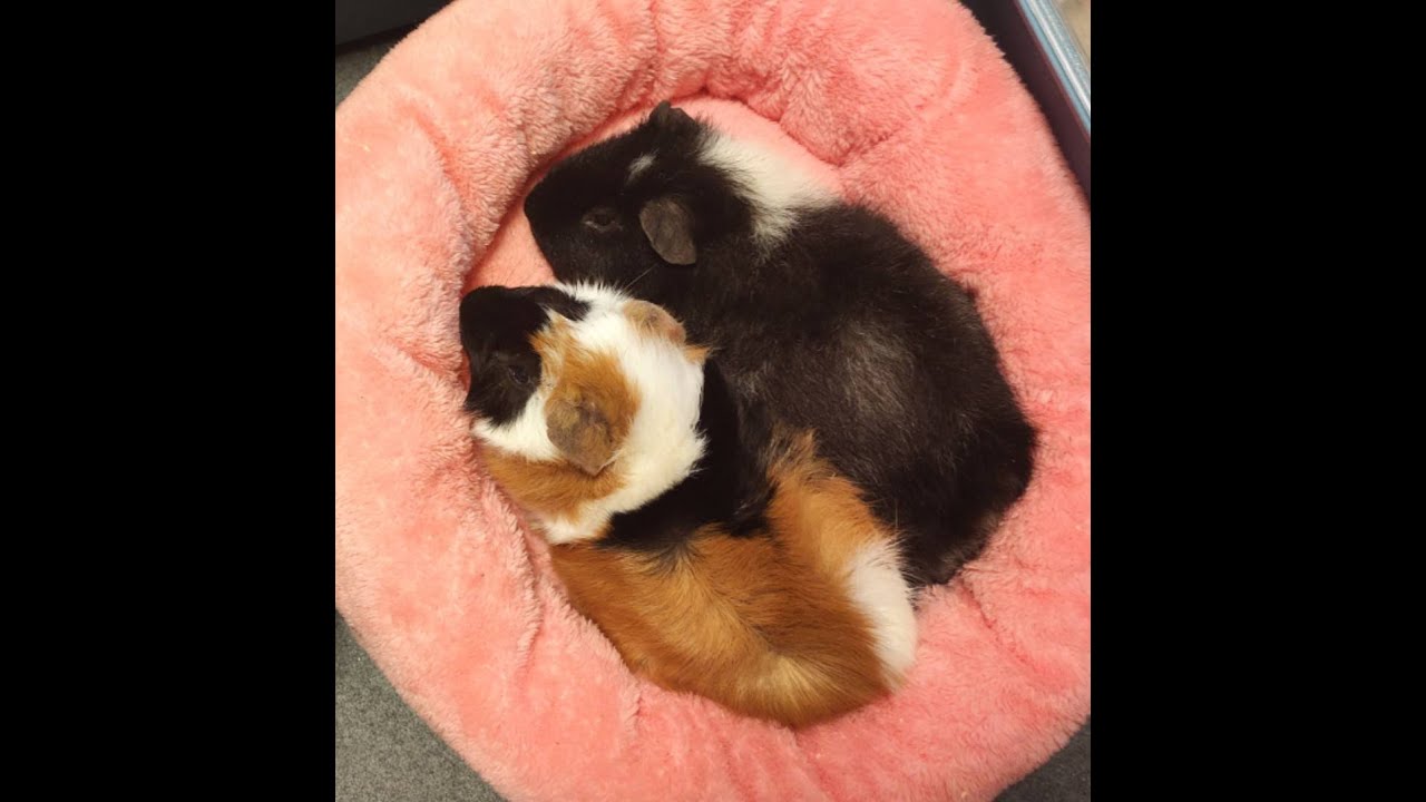 モル太郎ライブカメラ　guinea pig !!