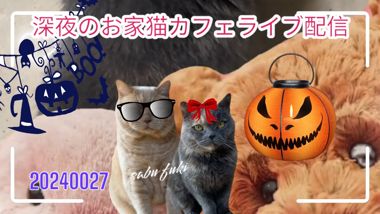 深夜のお家猫カフェライブ配信　１６０
