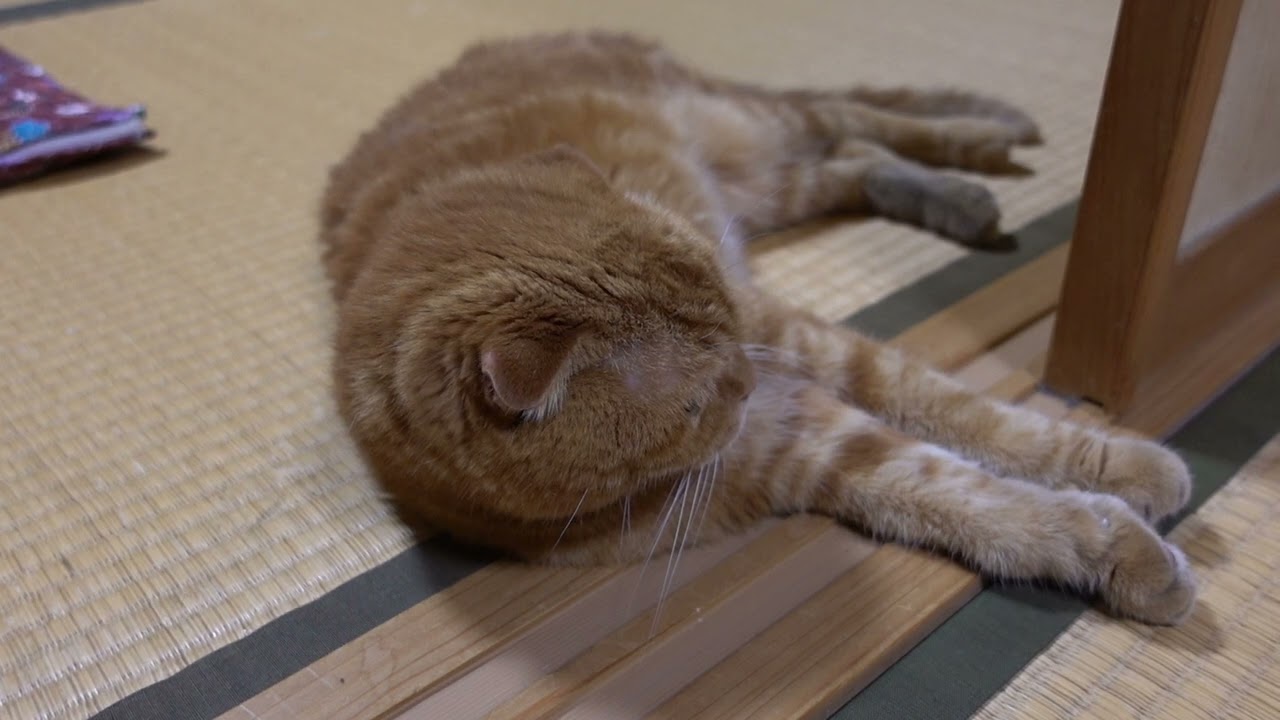くつろぐ社長 Relaxing president #猫 #スコティッシュフォールド #猫動画 #cat #scottishfold #catvideos