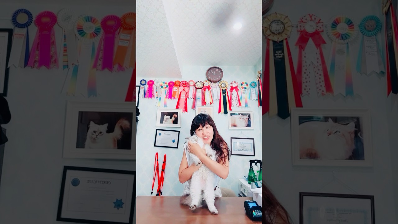 8/23 モカのフライデー❣️ニャンニャンライブ 2😻#サイベリアンの#子猫のご紹介ライブを配信します。楽しいライブになりますので是非ご覧ください♪ #吉祥寺のロイヤルキャッツで抱っこできます