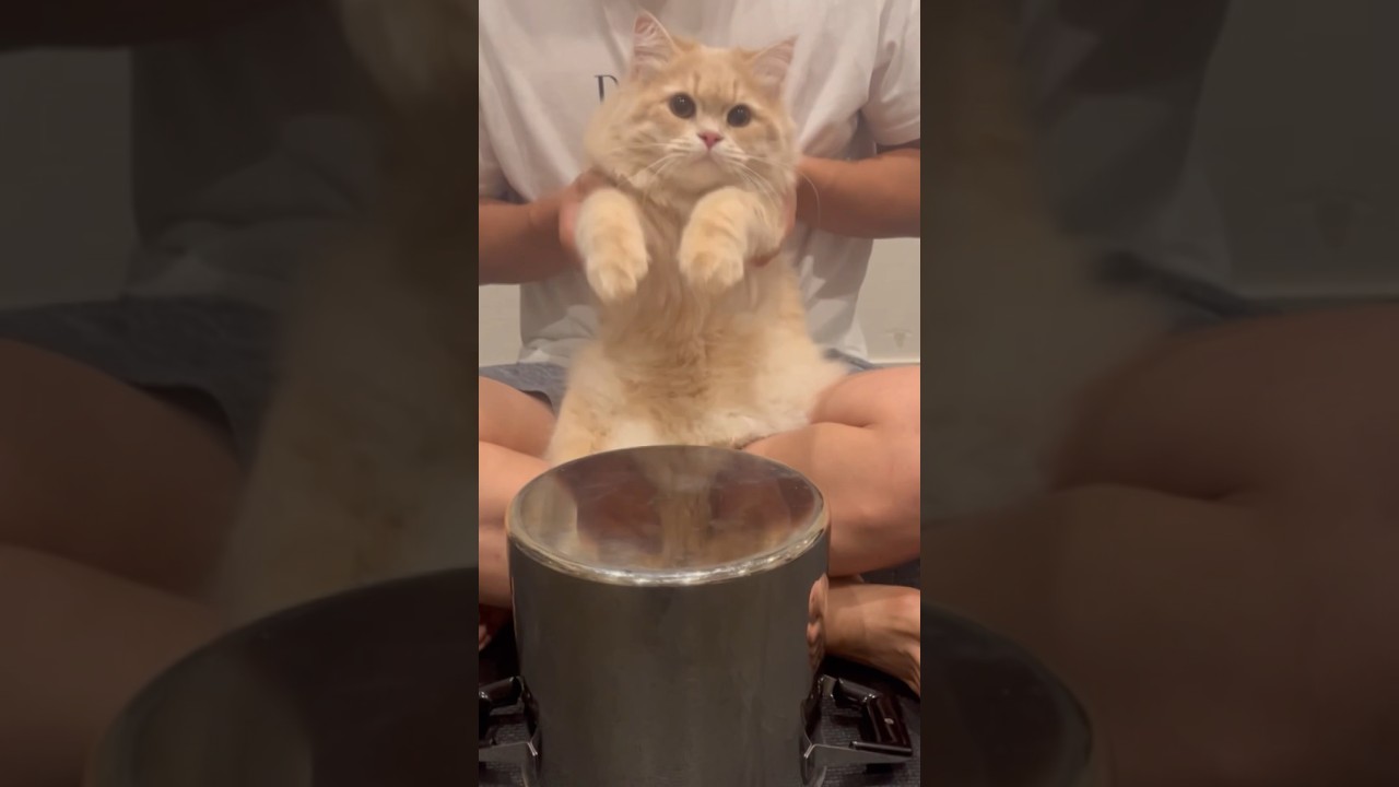 ドラムを叩くラガマフィン！ #puppy #cat #ねこ #ラテ #ネコ #ラガマフィン