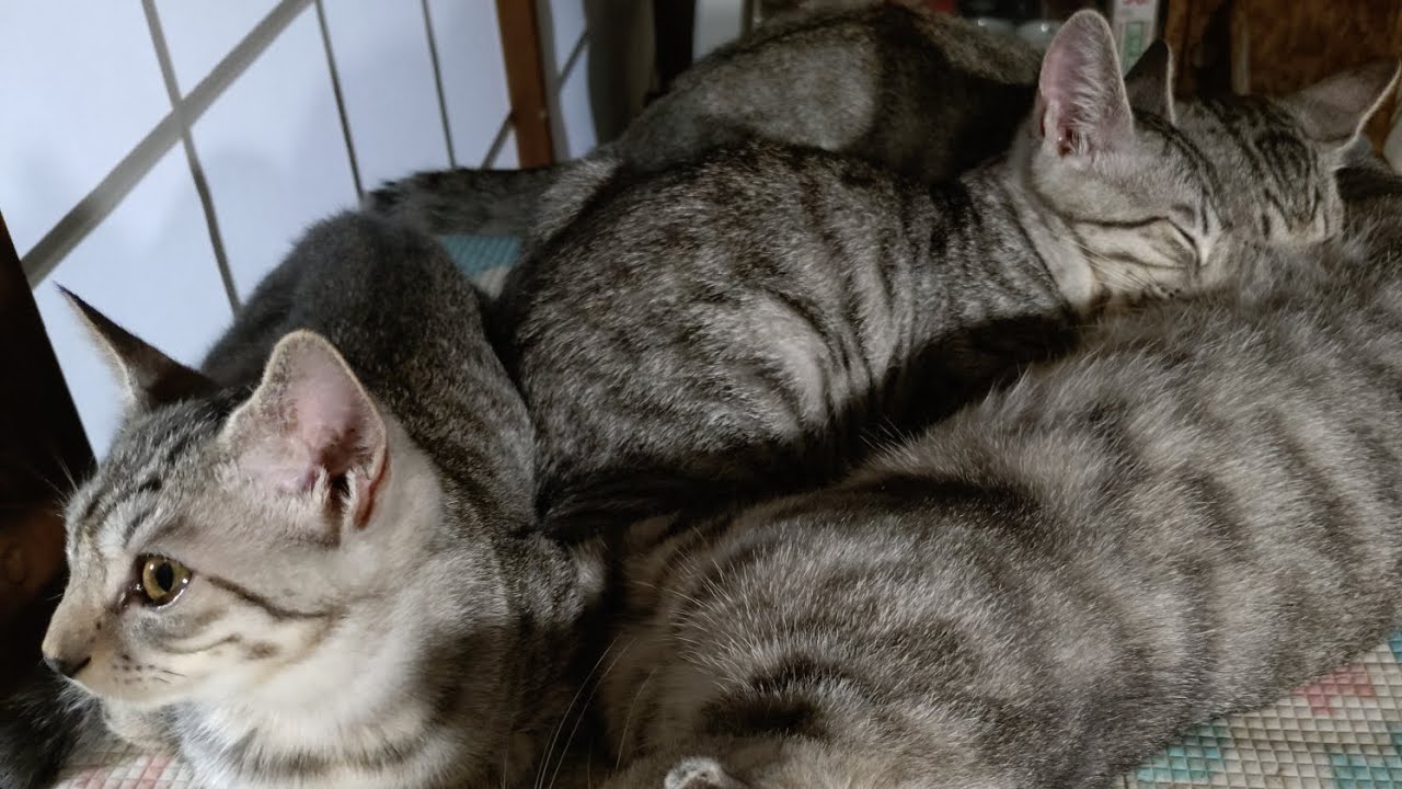 【第20話】ショートばかりなので、動画総再生時間欲しく動画をあげてみるの巻