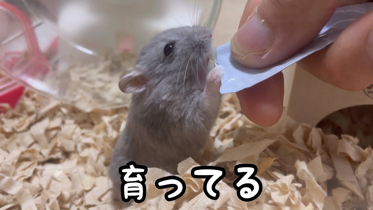 久しぶりに登場のロシアンブルーハムスター