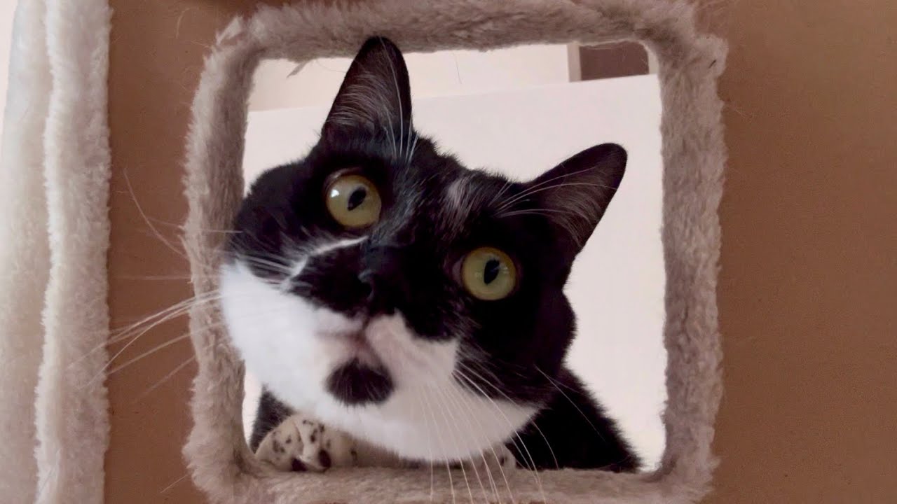 兄妹猫がキャットタワーでまったり😻◯◯がひょつこり出現　Sibling Cats Relaxing on the Cat Tower 😻 Surprise Appearance by ◯◯