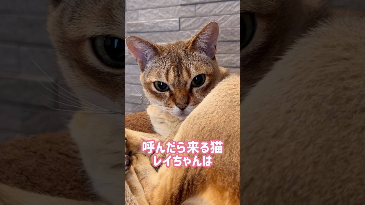 かみそうでかまないレイちゃん #シンガプーラ #cat #shorts