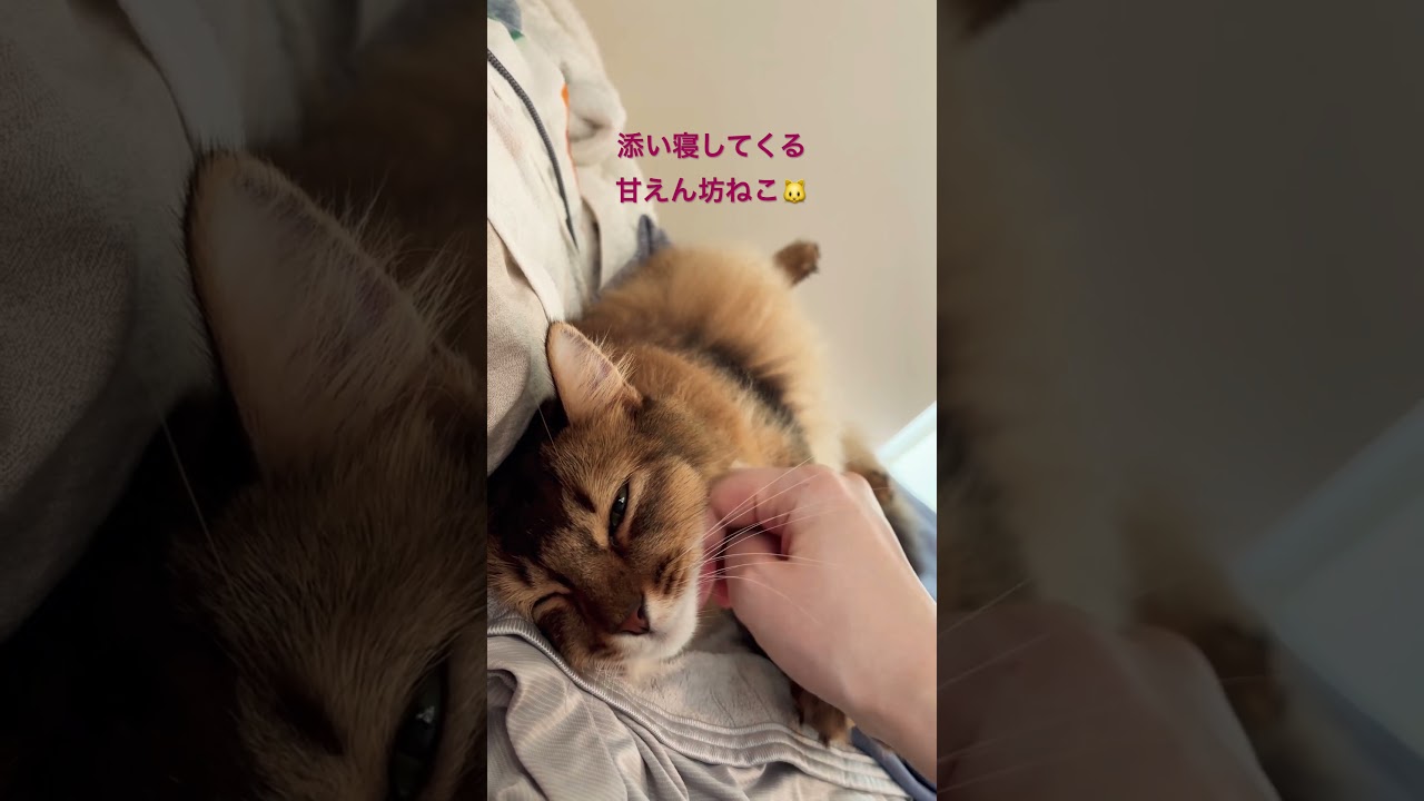 甘えん坊さん #ソマリ #cat #猫のいる暮らし