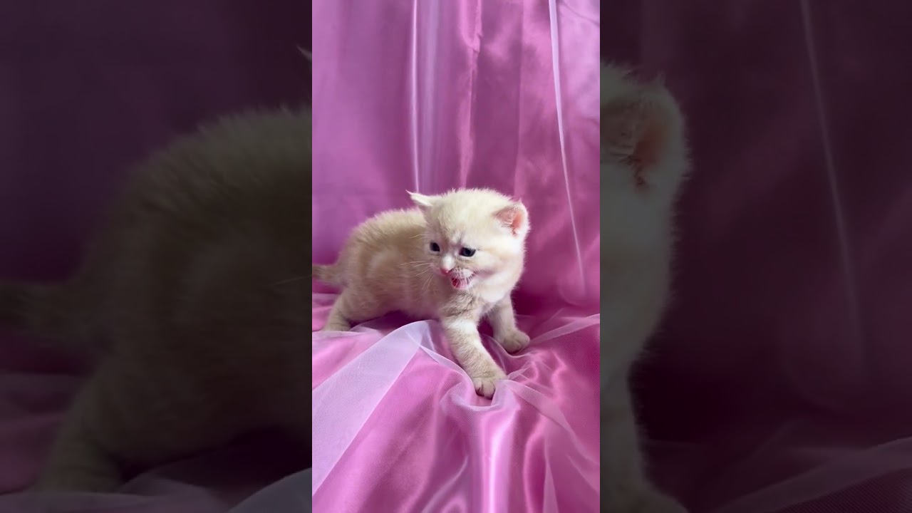 スコティッシュフォールド 猫アレルギーの方も飼えます!!元気でｸﾘｰﾑﾀﾋﾞｰ色の男の子お乳も良く飲み活発、とても飼いやすいスコティシュ