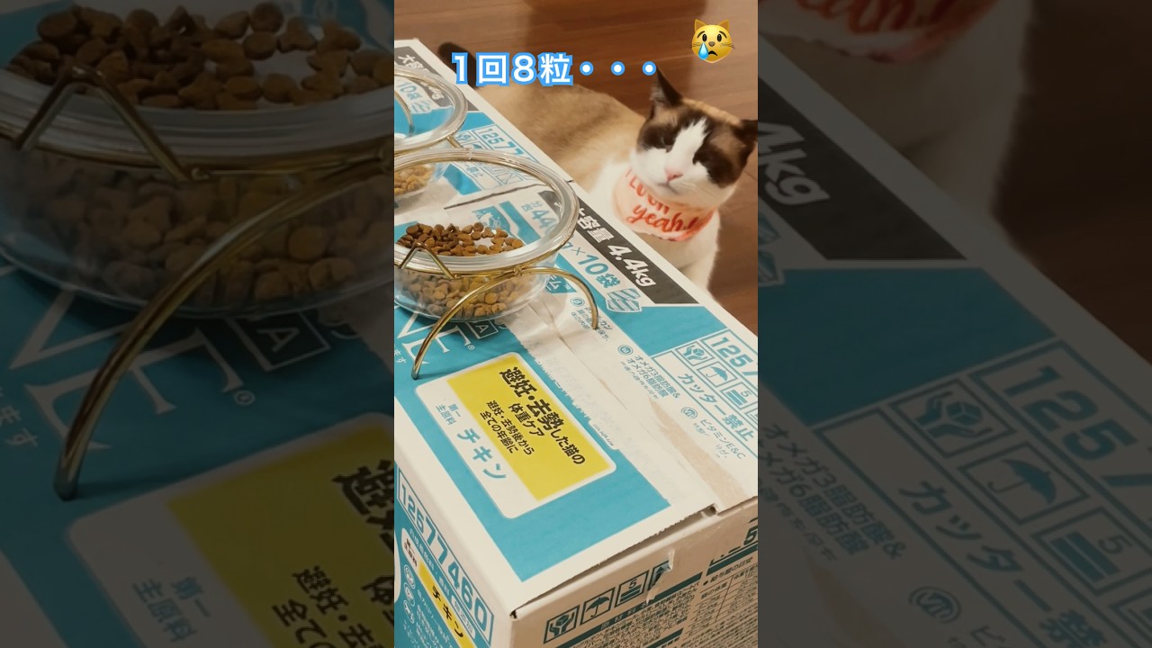 1回8錠？1回8粒ずつ何回食べていいのにゃ！？ #shorts