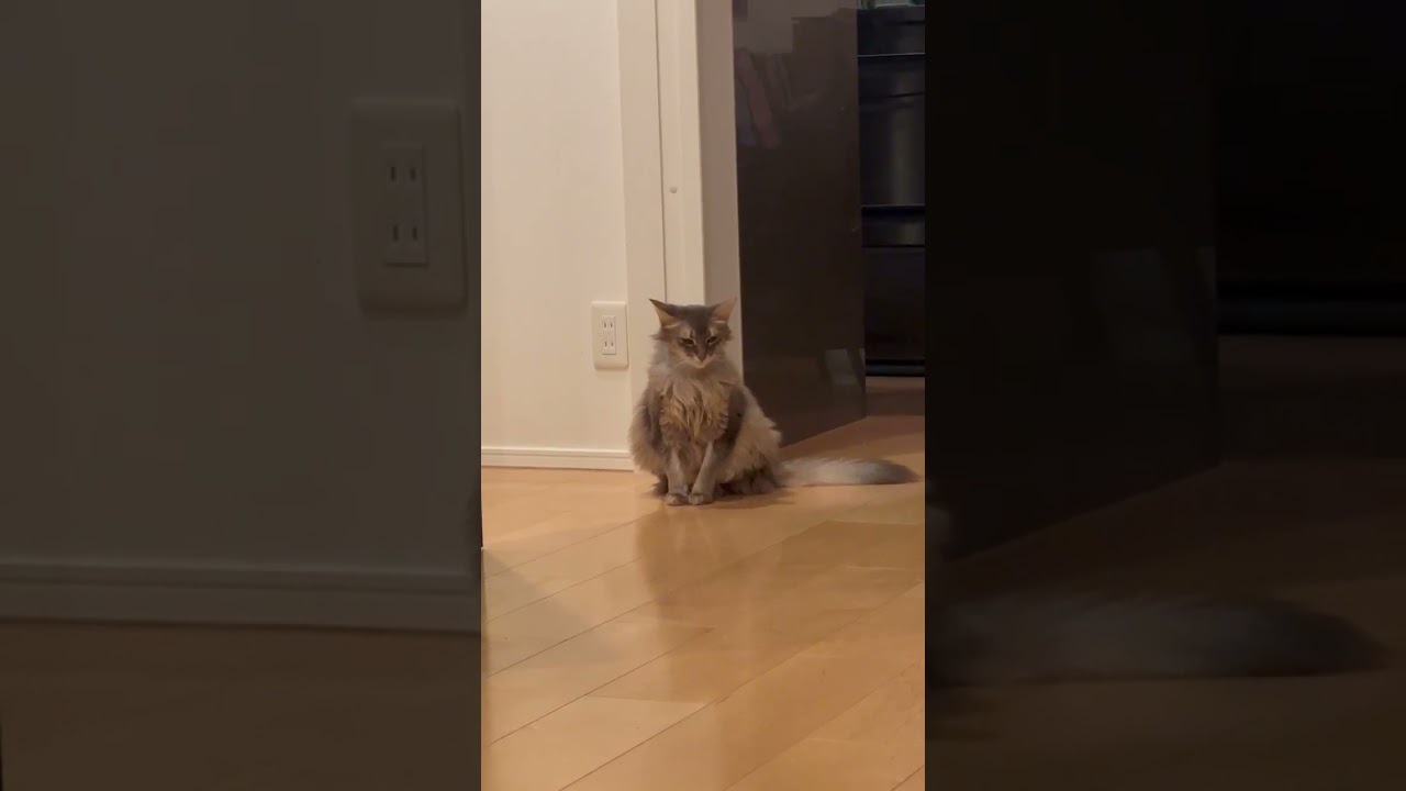 Sleepy Leon #cat #ねこねこ #cuteanimal #kitten #cutecat #cute #猫 #catcute #catlover #猫猫