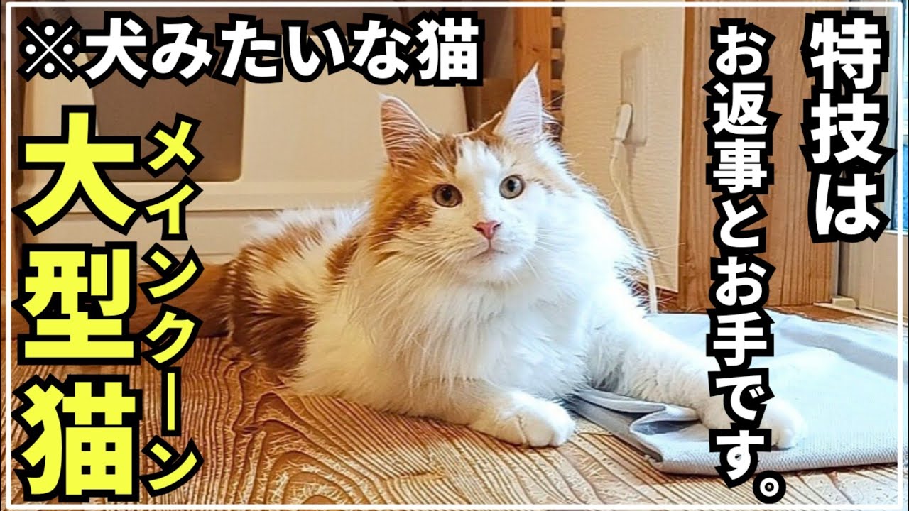 大型猫の犬化が止まりません【メインクーン】