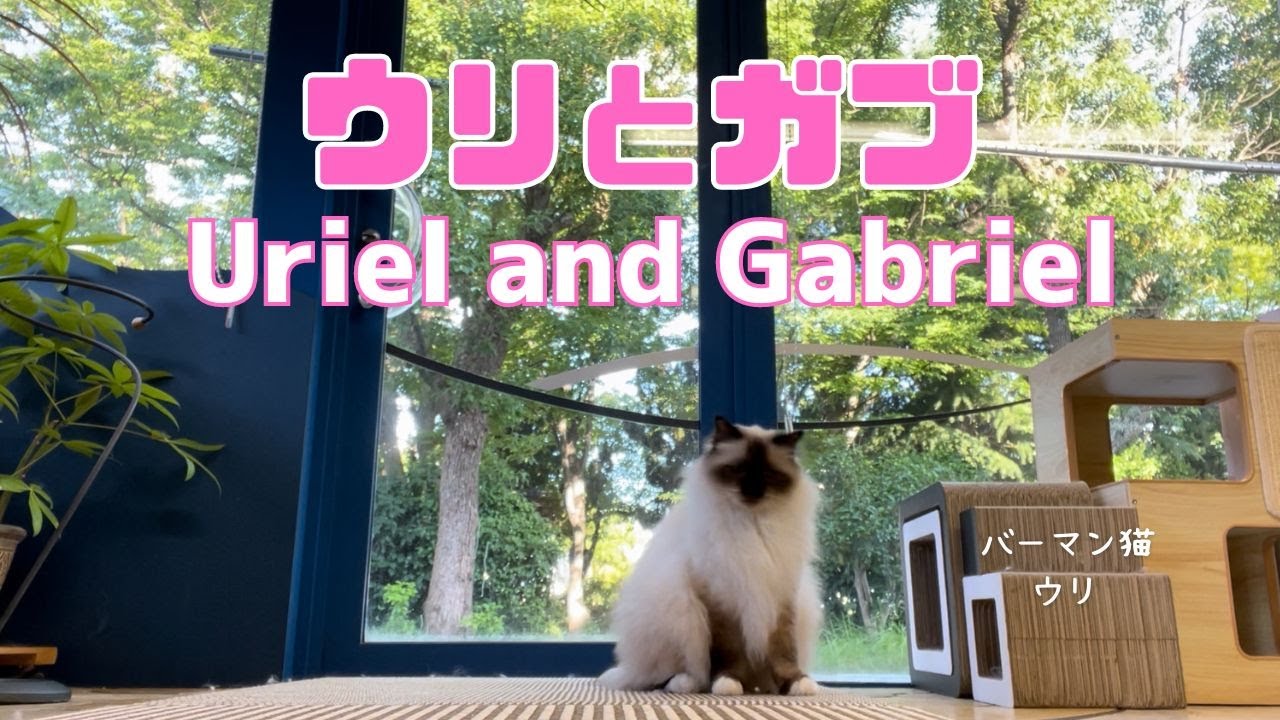 バーマン猫ウリとガブ【ウリとガブ】Uriel and Gabriel（バーマン猫）Birman/Cat