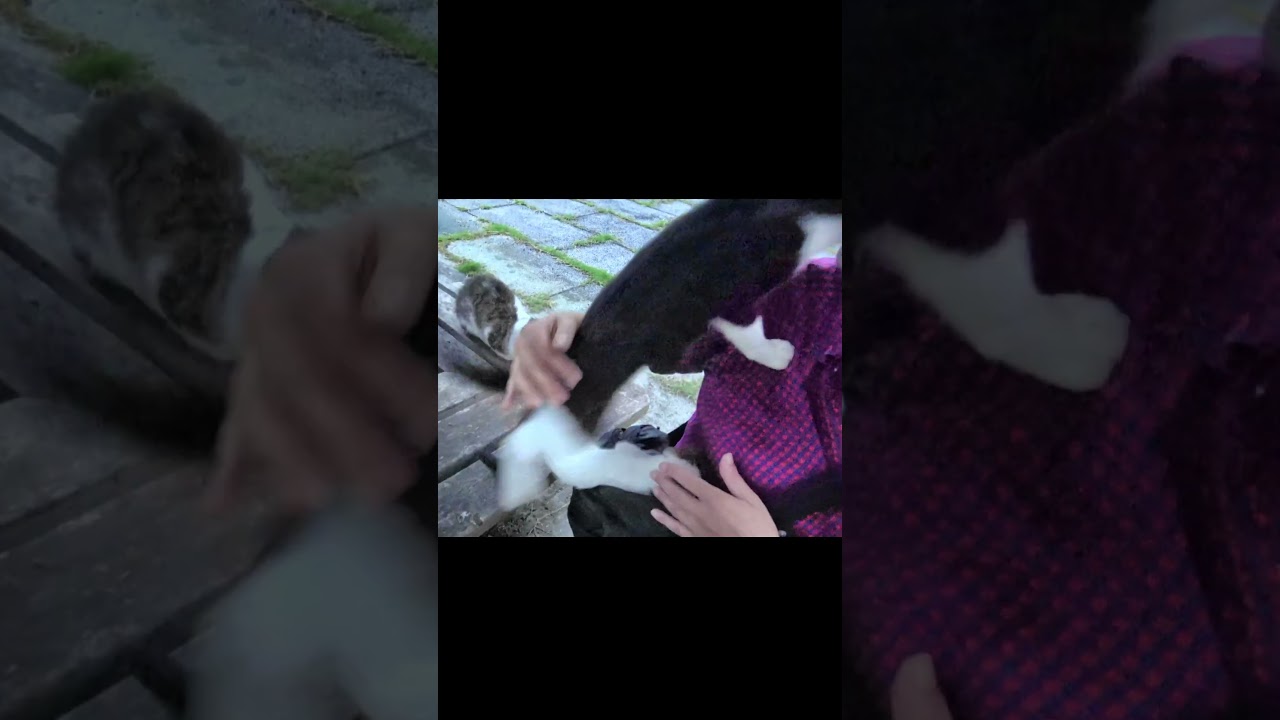 黒白猫が突然肩に飛び乗るとシャム子猫に鞄に乗込まれた😹 #Shorts
