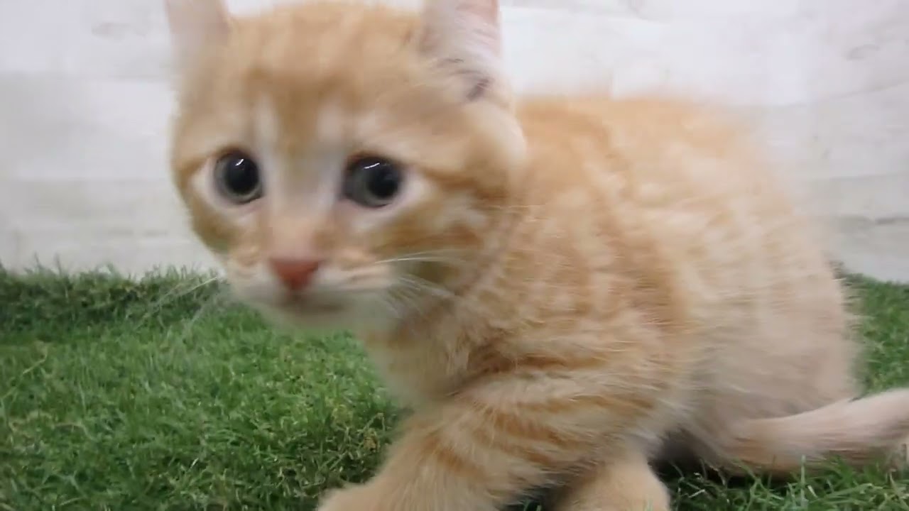 Coo&RIKU　No00686024 アメリカンカール