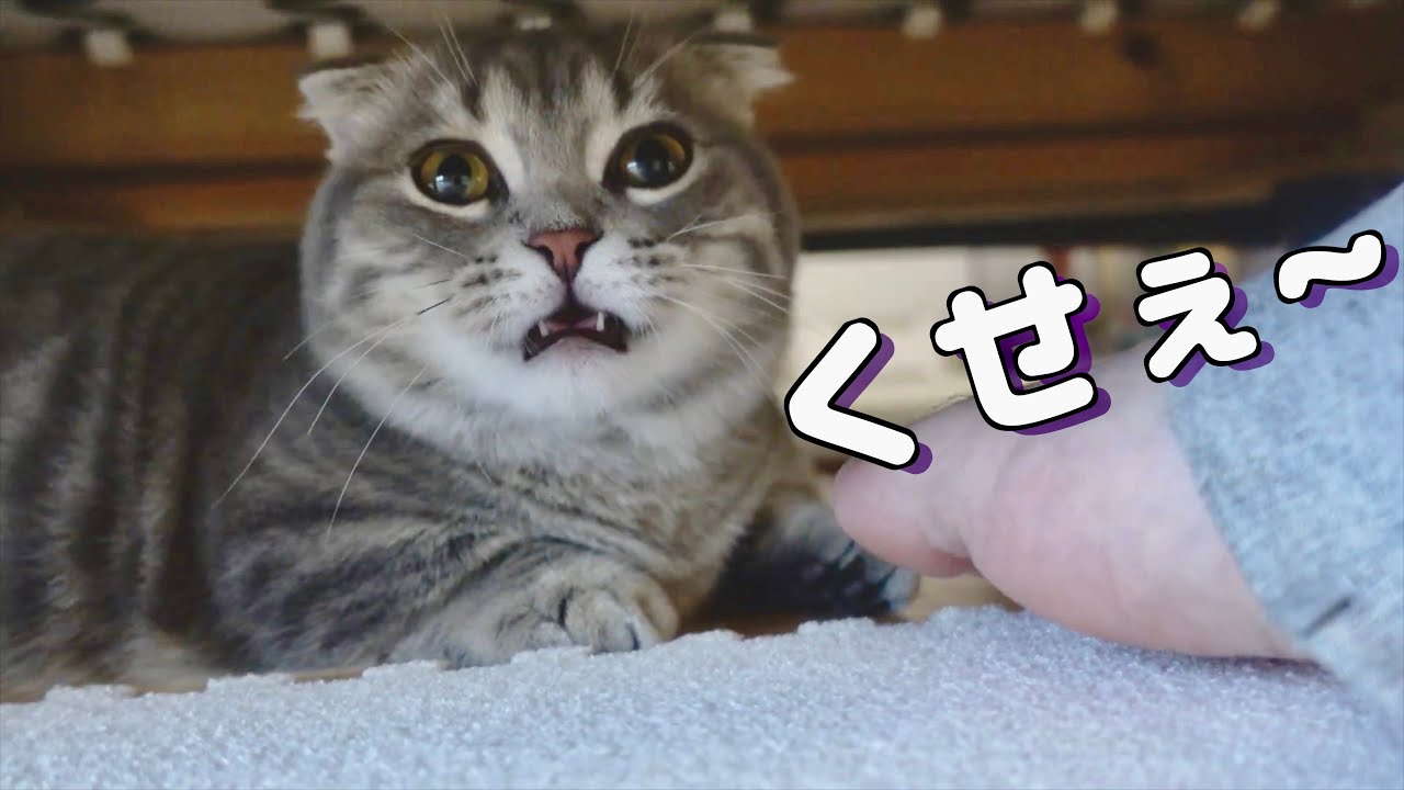 パパが臭すぎて猫の顔がこうなりました笑[フレーメン] [マンチカン]