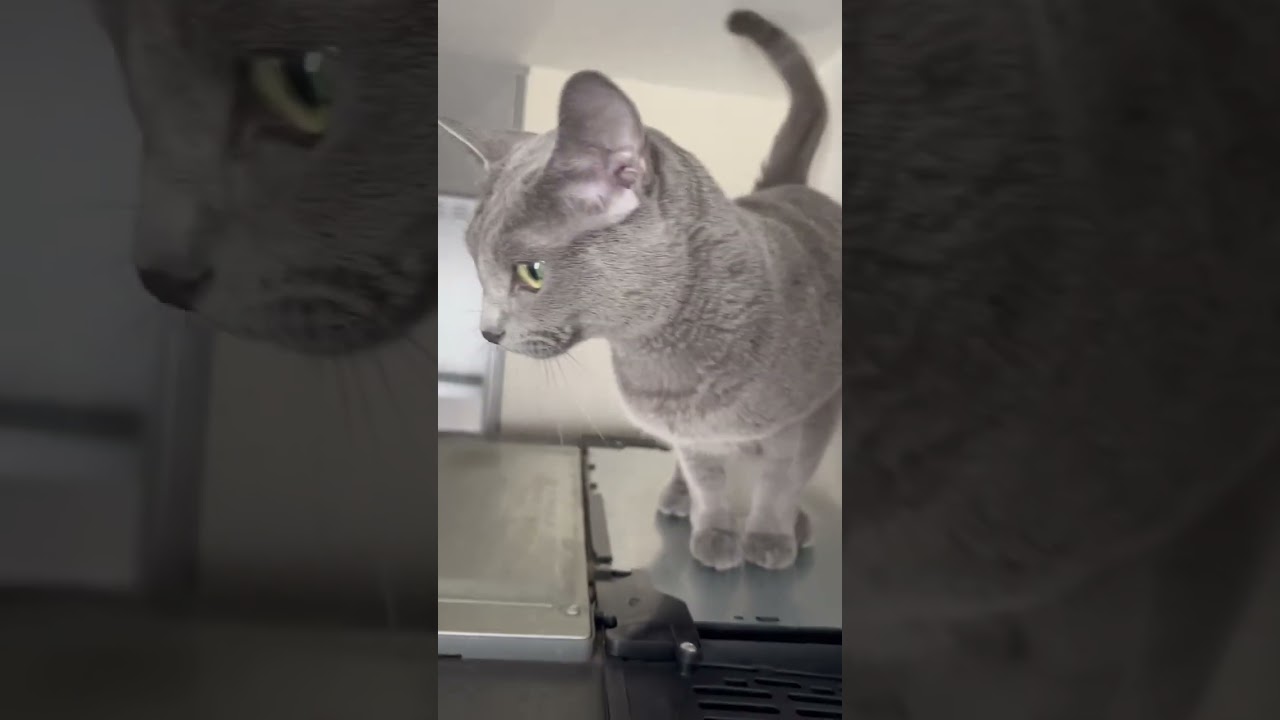 On refrigerator 2 #cat #kitten #catcute #kitte #cuteanimal #猫のいる暮らし #katten #cutecat #kitty