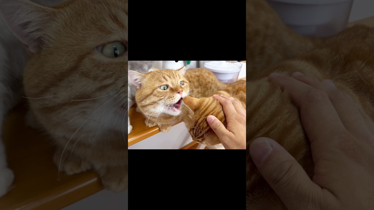 ちゃび！うしろうしろ！ #猫 #マンチカン #shorts