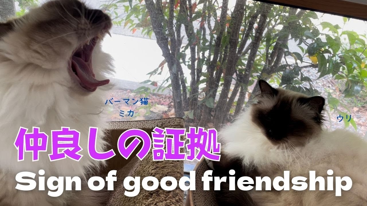 バーマン猫ミカとウリ【仲良しの証拠】Sign of good friendship（バーマン猫）Birman/Cat