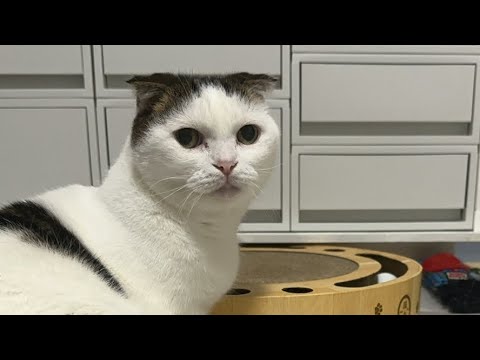 ゴロゴロまったり猫ライブ配信中！Cat live streaming