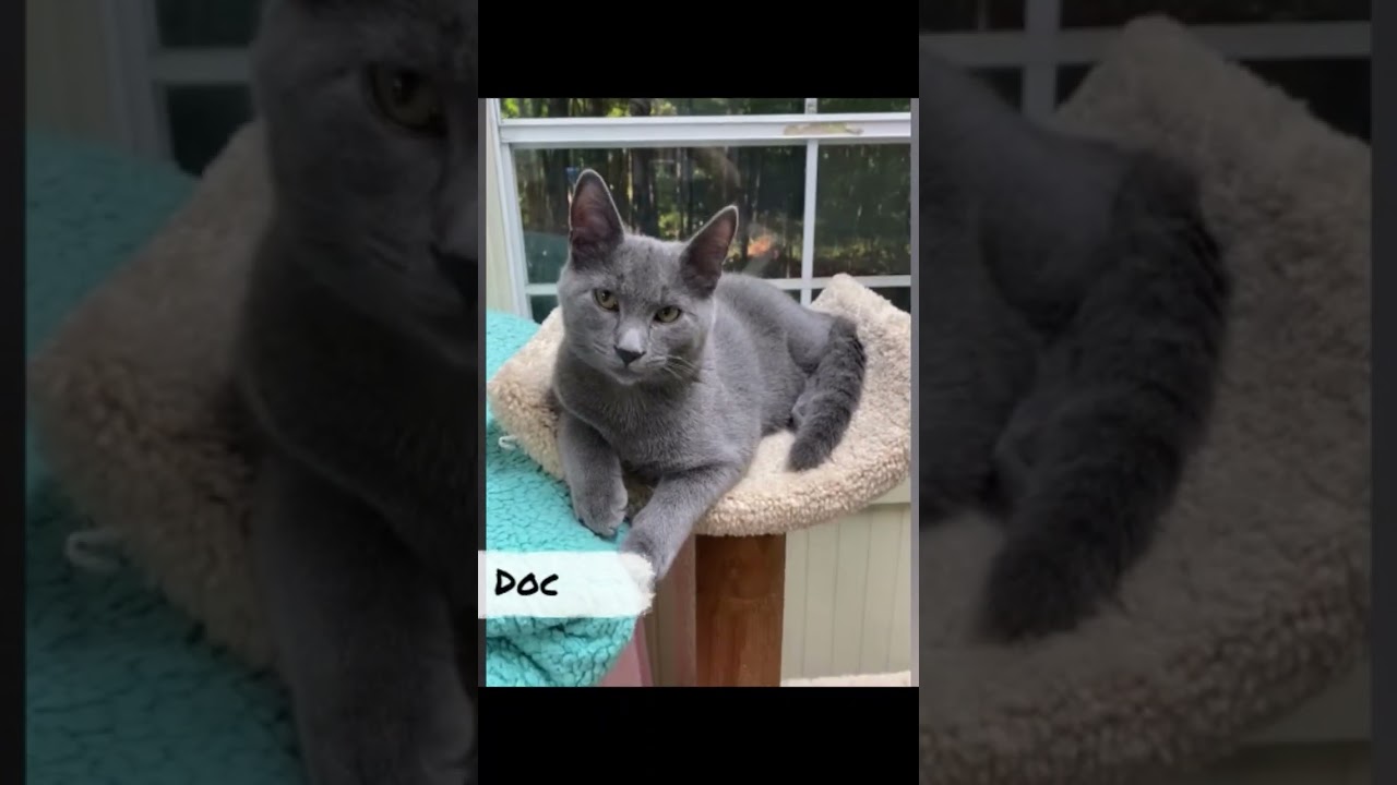 @I Know You Love Me!💕 #bigcanoeanimalrescue #cat #cuteanimals #kittensresue #kittens #cute