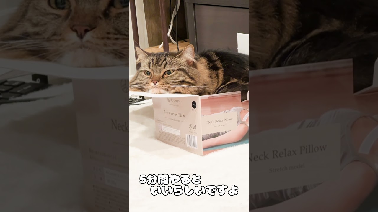 首のストレッチ【マンチカンのアーサー】 #Shorts